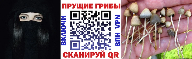 Галлюциногенные грибы Cubensis  наркота  Порхов 